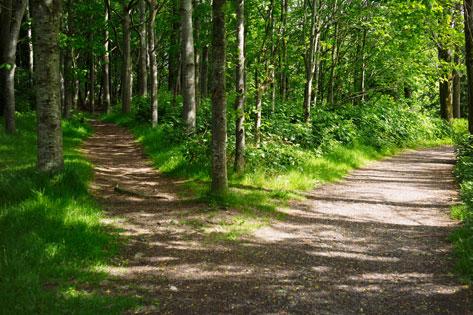 Picture of a fork in a forest path